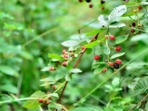 hsg-galerie-natur-004_web