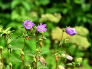 hsg-galerie-natur-005_web