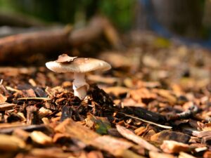 hsg-galerie-natur-008_web