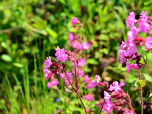 hsg-galerie-natur-009_web