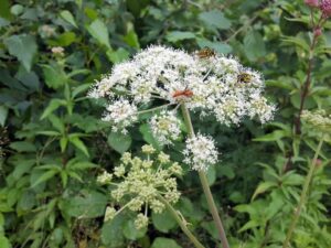 hsg-galerie-natur-014_web