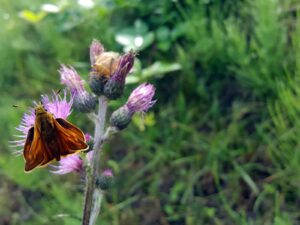 hsg-galerie-natur-015_web