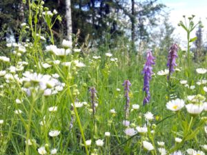 hsg-galerie-natur-016_web