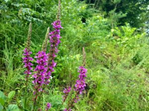 hsg-galerie-natur-017_web