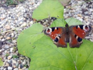 hsg-galerie-natur-019_web