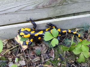 hsg-galerie-natur-020_web