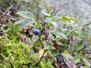 hsg-galerie-natur-022_web