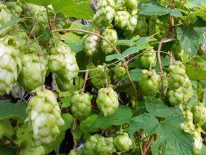 hsg-galerie-natur-024_web