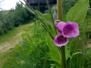 hsg-galerie-natur-029_web