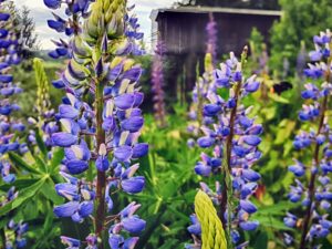 hsg-galerie-natur-031_web