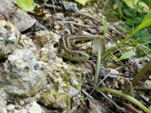 hsg-galerie-natur-032_web