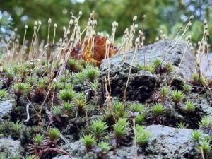 hsg-galerie-natur-037_web