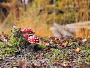 hsg-galerie-natur-038_web