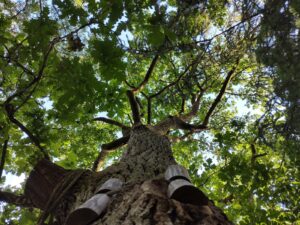 hsg-galerie-natur-045_web